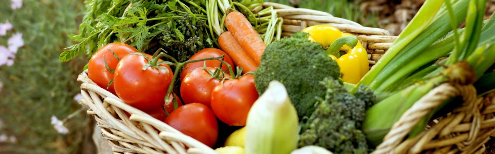 Der Gemüsegarten im August