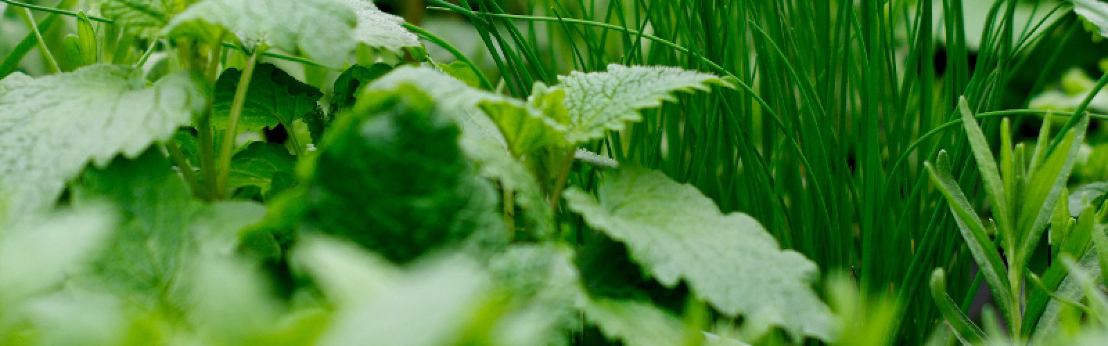 Das eigene Kräuterbeet