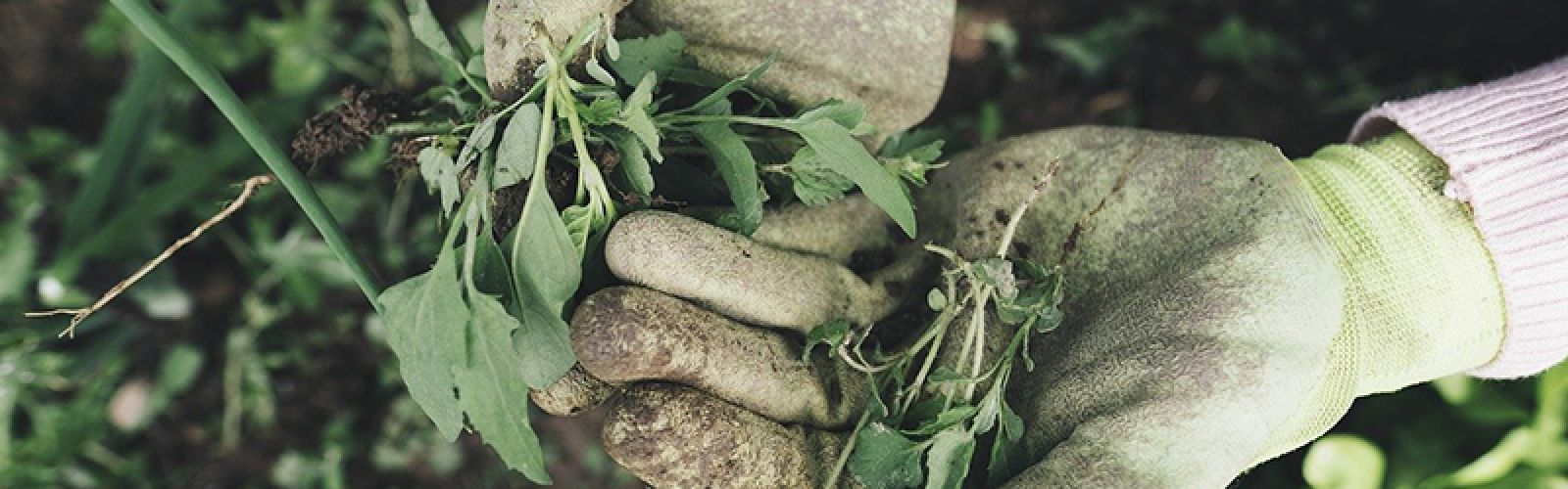 Nervige Unkräuter im Garten