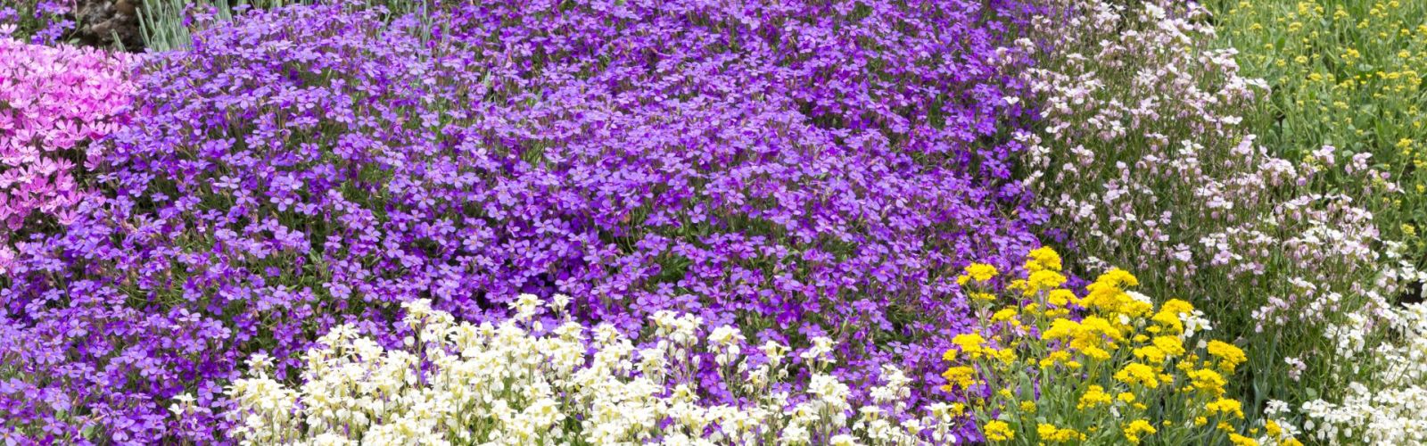 Bodendecker gegen Unkraut