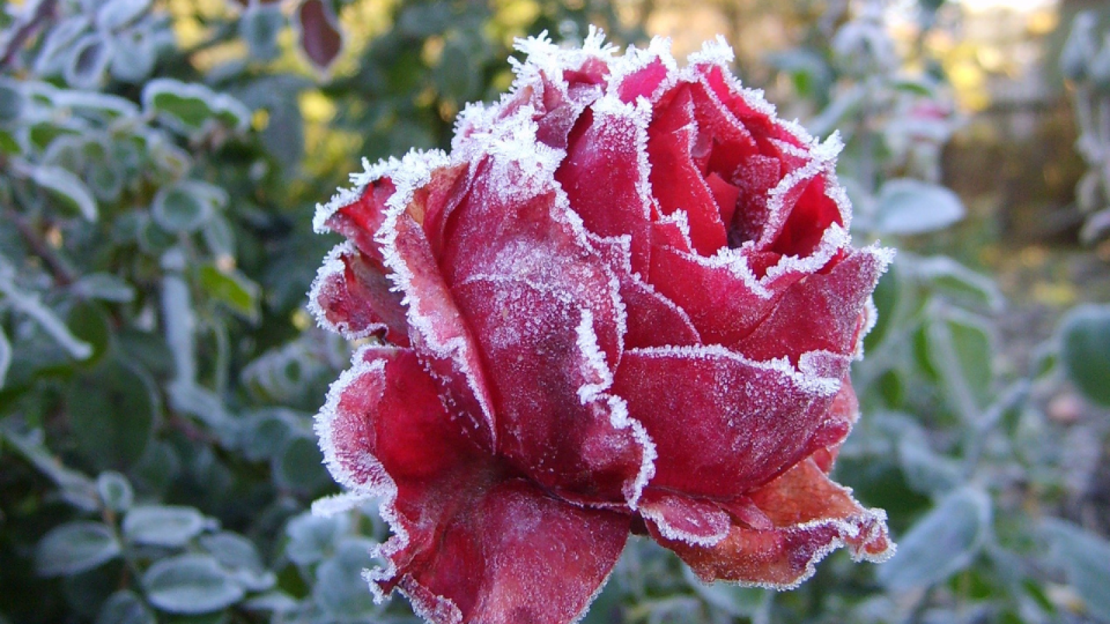 Winterzeit im Garten