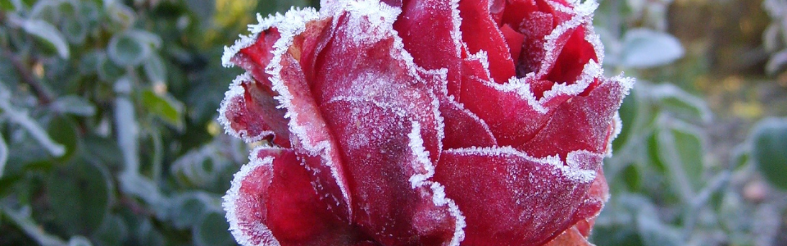 Winterzeit im Garten