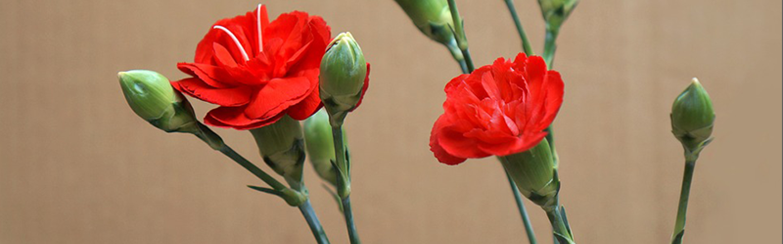 Blumen mit Bedeutung zum internationalen Frauentag