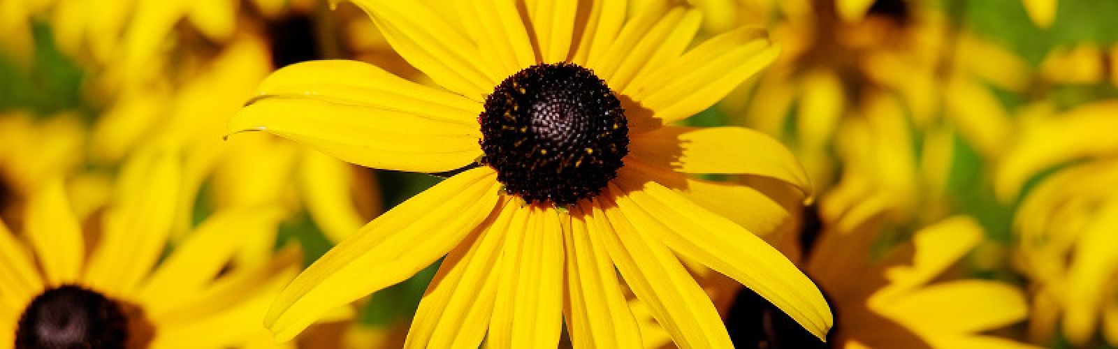 So blüht der Sommer