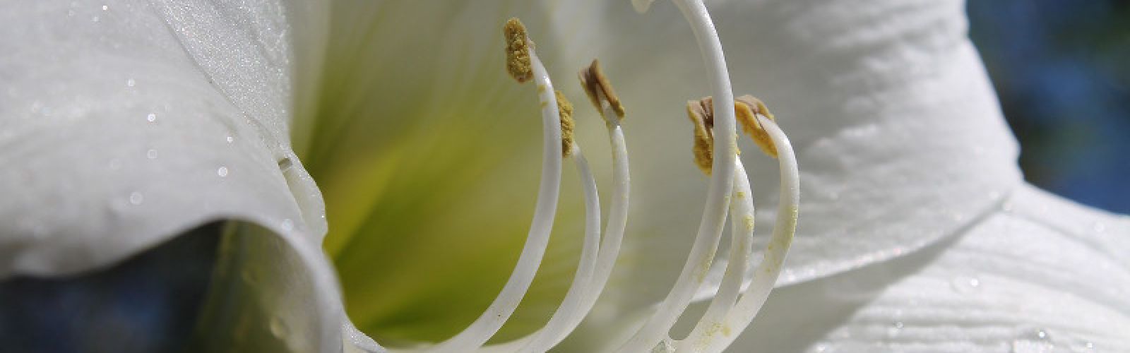 Blütenpracht in der Weihnachtszeit