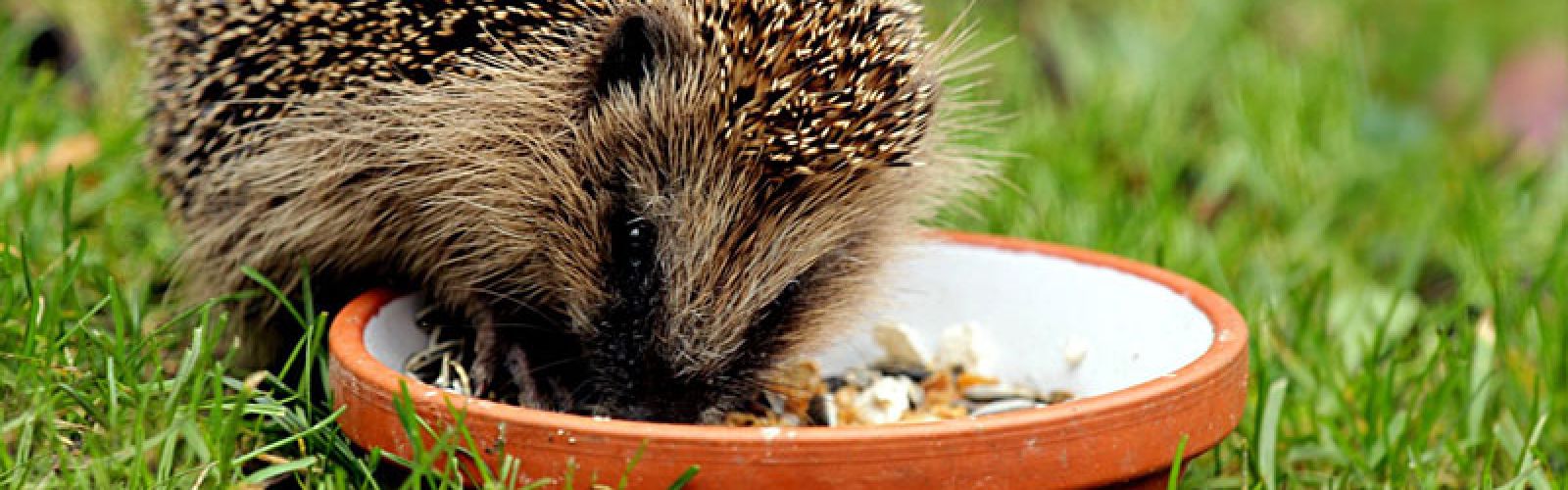Stachelige Wintergäste