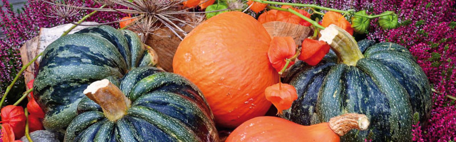 Herbstgefühle: Die späten Schönheiten