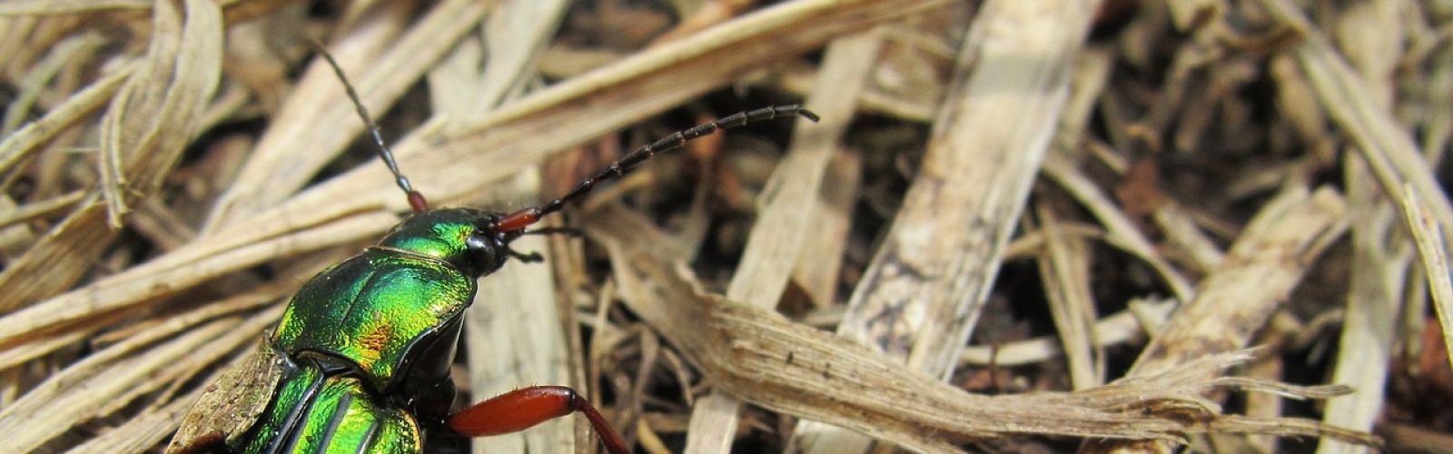 Kleine Helden in unseren Gärten: Die Nacht-Polizei!