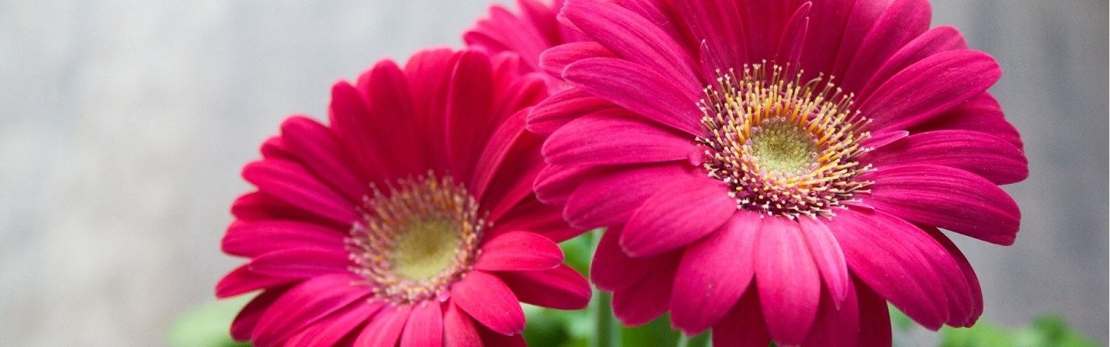 Vielfalt zum Valentinstag - Es müssen nicht immer Rosen sein.