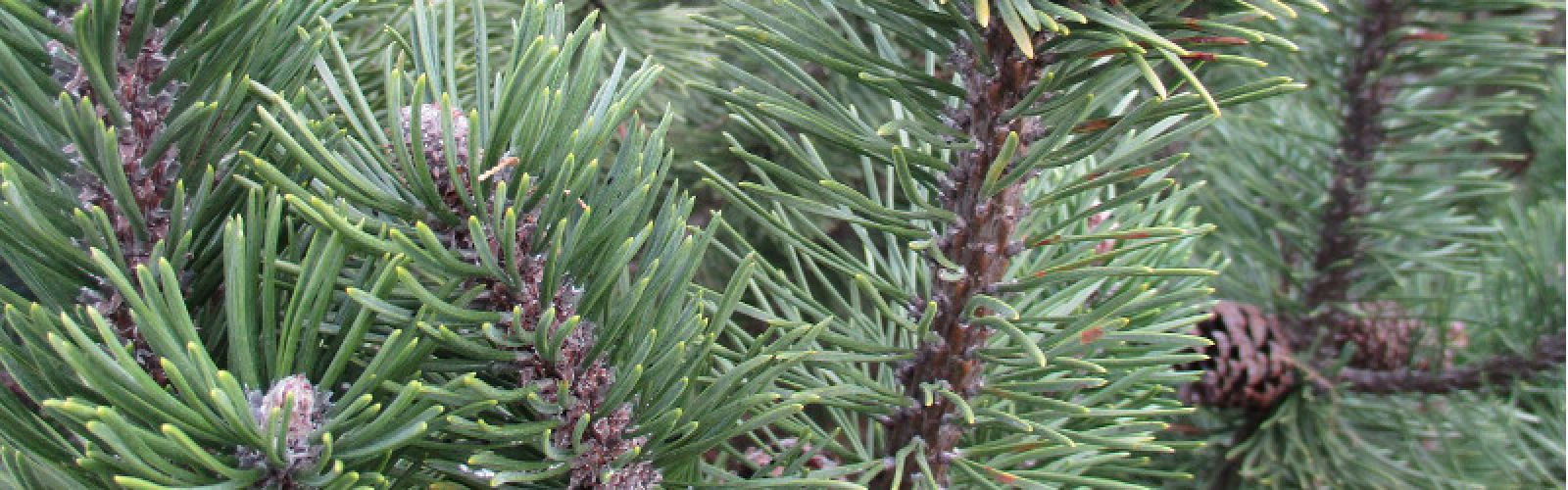 Der perfekte Weihnachtsbaum