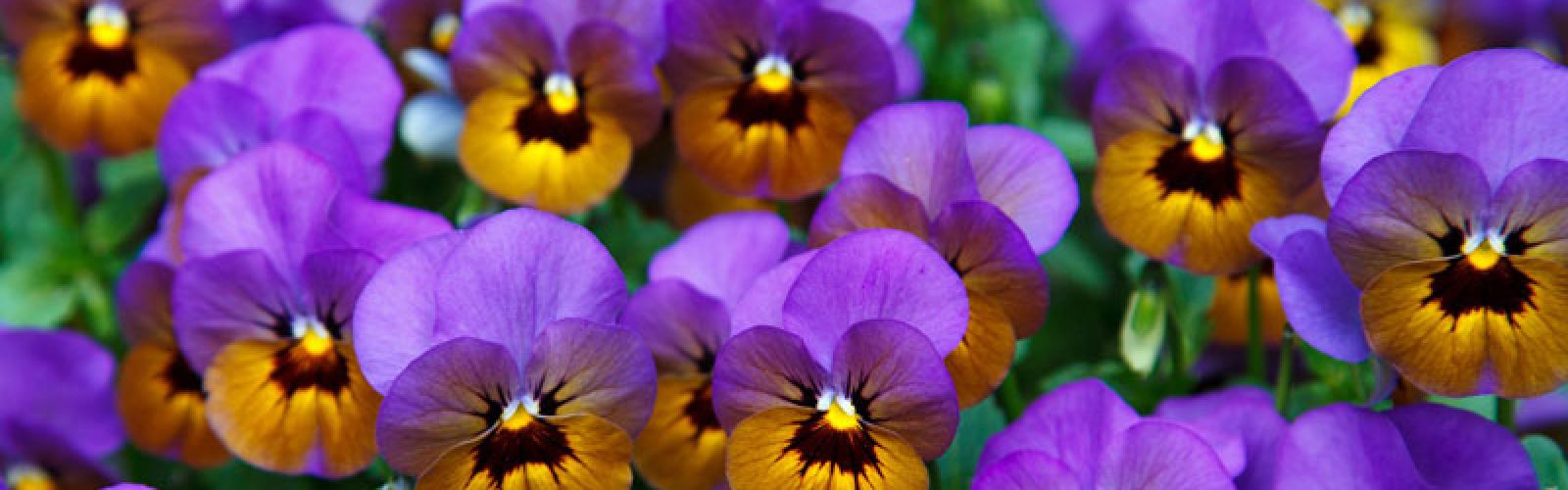 Die Vorboten des Frühlings