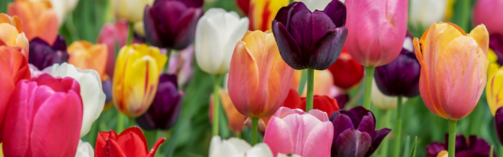 Willkommen im Februar - Diese Schnittblumen haben jetzt Saison