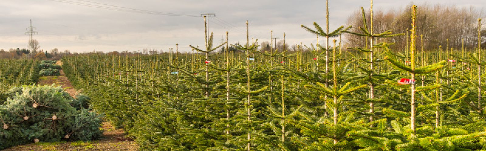 Oh Tannenbaum, oh Tannenbaum