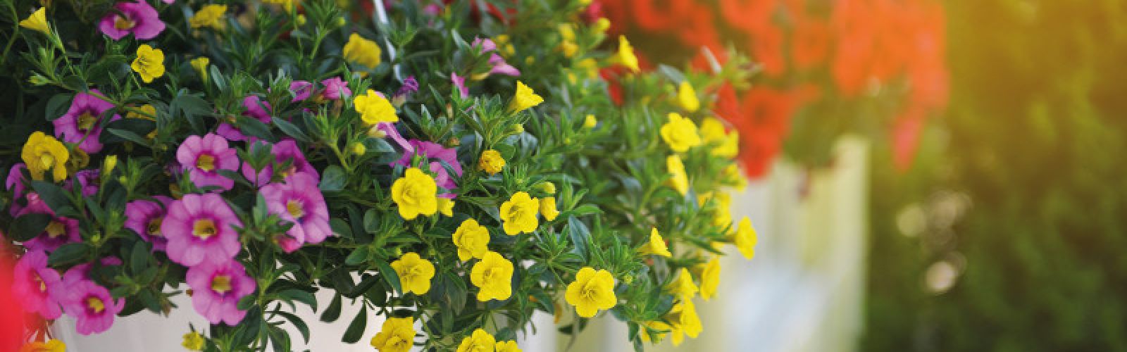 Ideen für die Gestaltung von Beet- und Balkonpflanzen