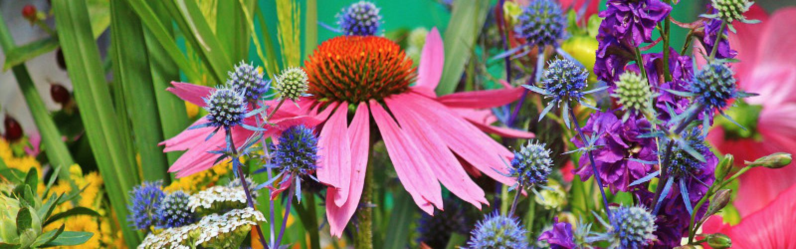 Sommerblühende Großstauden