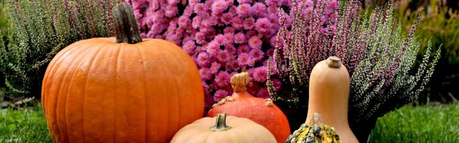 Pflanzmonat Oktober & Allerheiligen Sonderverkauf