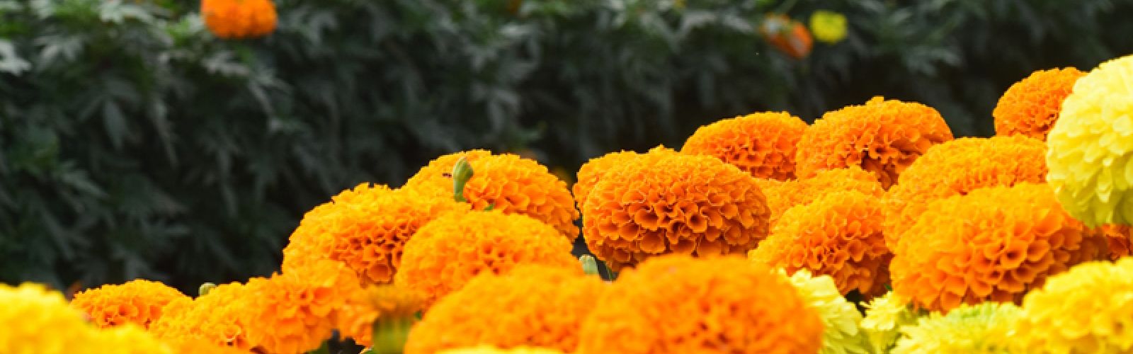 Die Blume des Oktobers – purer Sonnenschein!