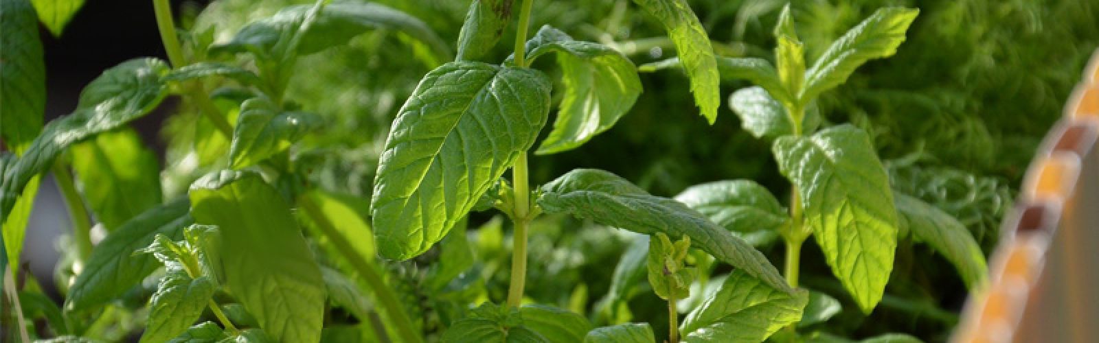 Schmackhafter Sommer