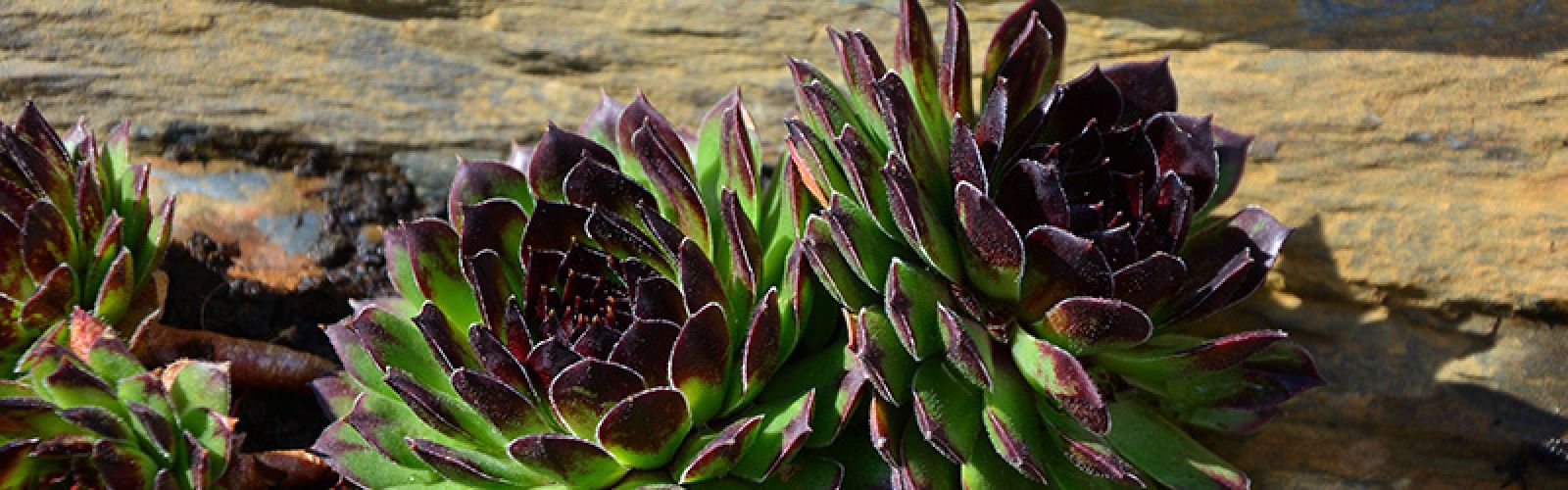 Pflanzen für den Sommer