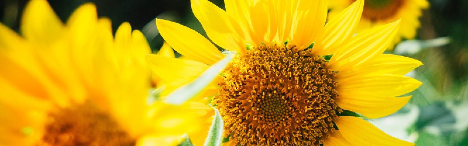 Ein bisschen Sommer zaubern