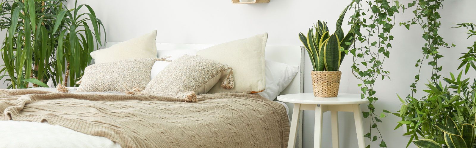 Saubere Luft durch Zimmerpflanzen