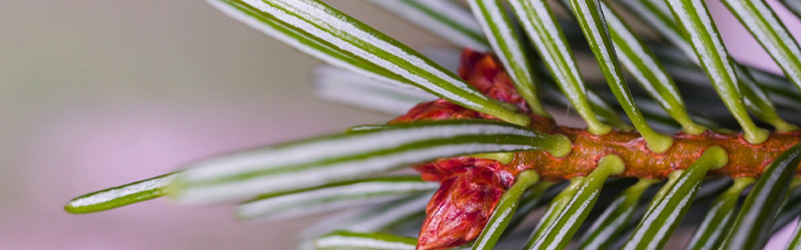 Der perfekte Weihnachtsbaum