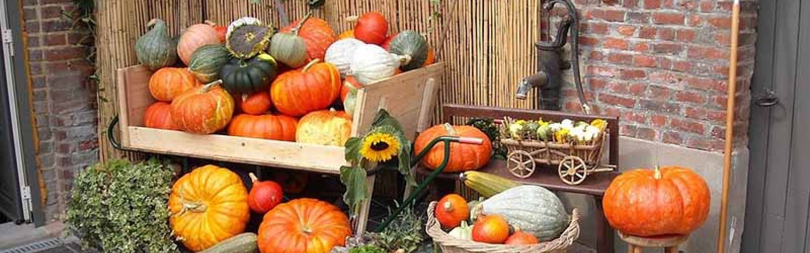 Herbstzeit - Kürbiszeit 