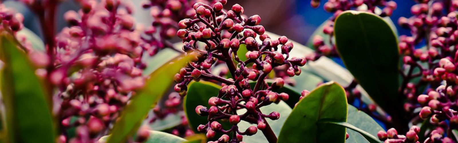 Farbenpracht im Winter: Skimmie