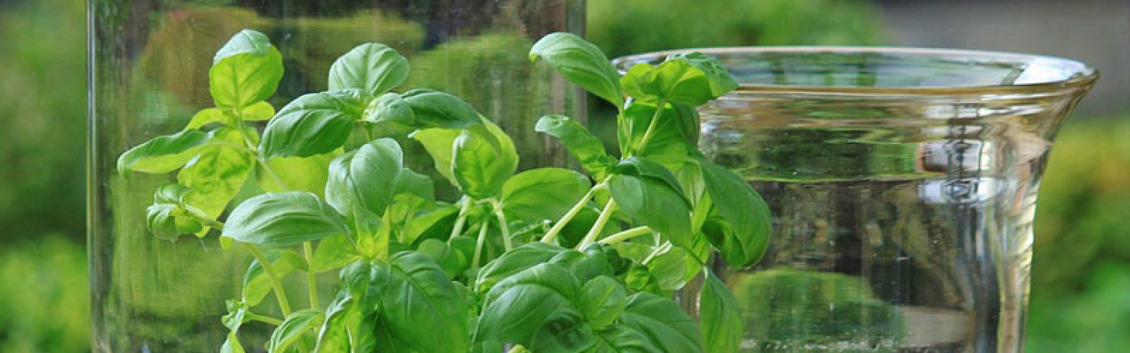 Frische Kräuter – Gesund und lecker aus dem eigenen Garten