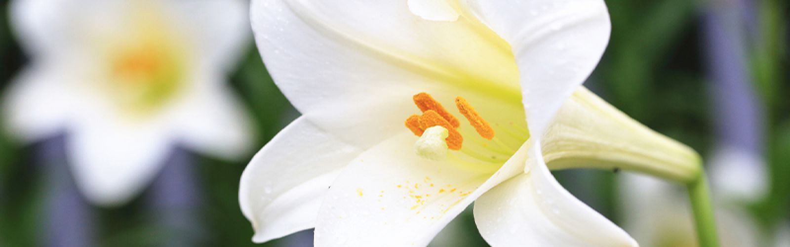 Blumen zum Abschied