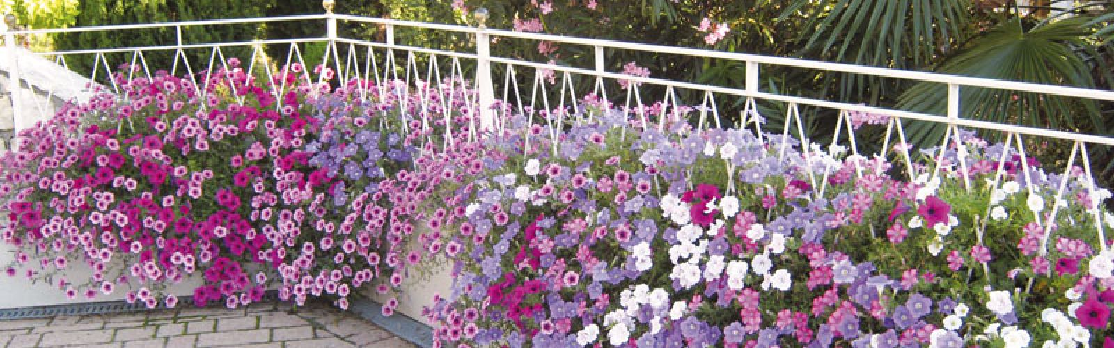 Blütenpracht für Ihr Zuhause