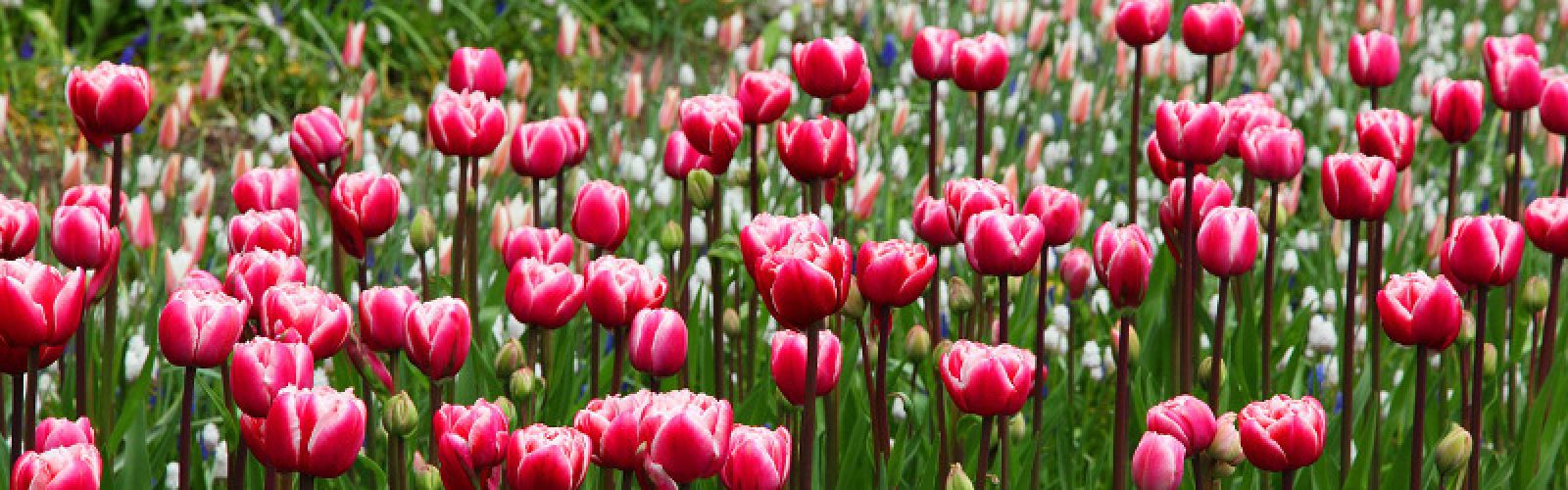 Tulipomanie - Warum Tulpen heute wahre Schnäppchen sind