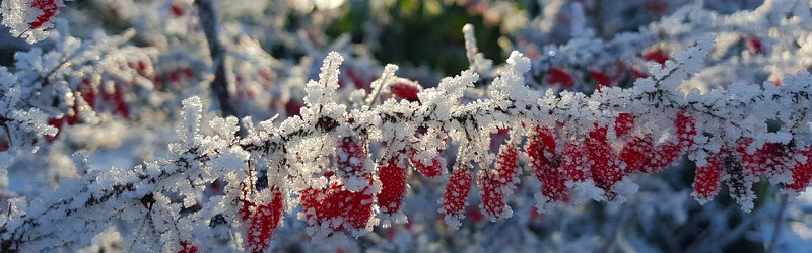 Von wegen Nichts zu tun: Gartenarbeit im Winter