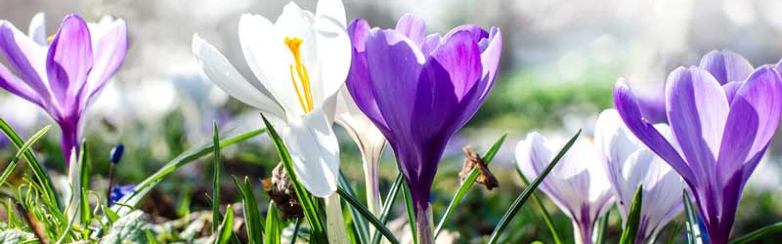 Frühling lässt sein blaues Band …