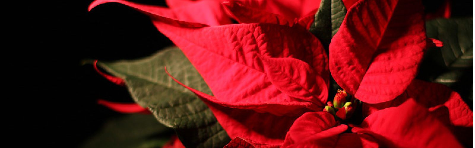 Der Weihnachtsstern - Festtagsstimmung für Ihr Zuhause