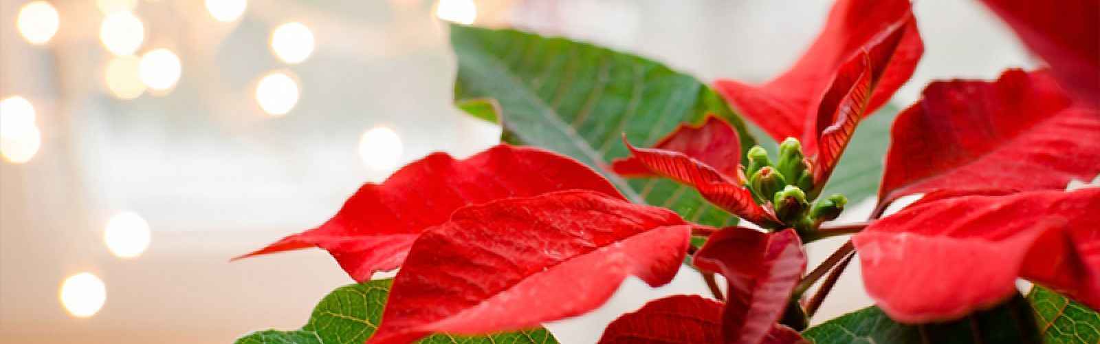 Der Weihnachtsstern - ein Klassiker zur Weihnachtszeit