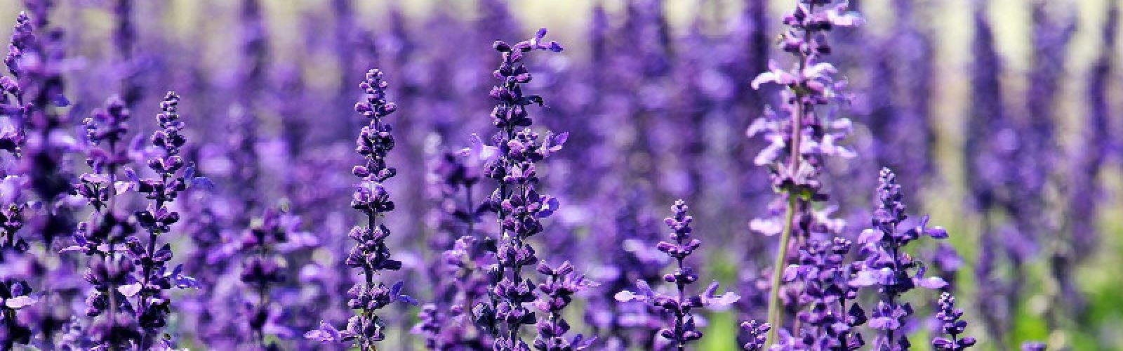 Anti-Mücken-Pflanzen