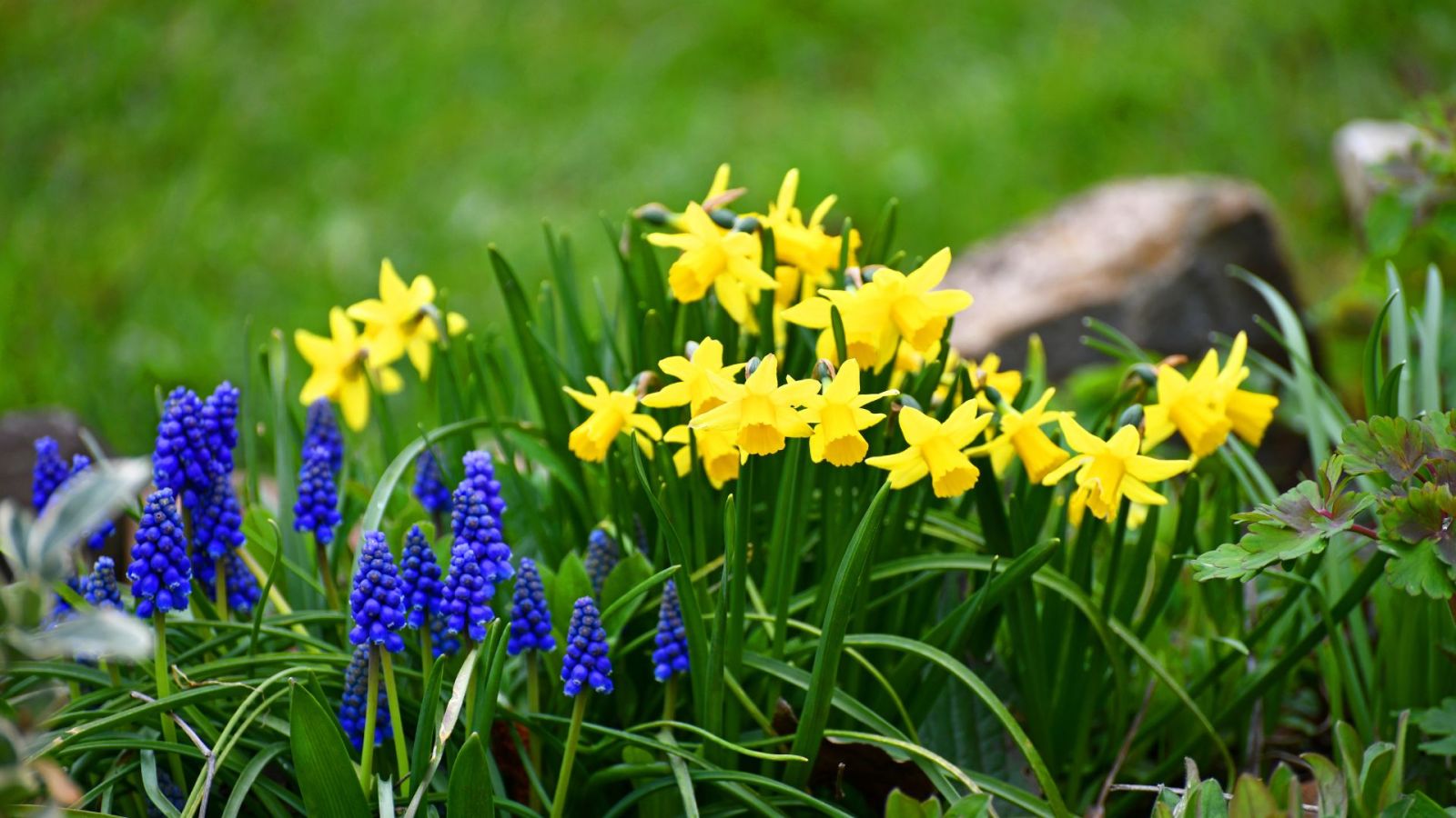 Frühblüher & Frühlingskübel