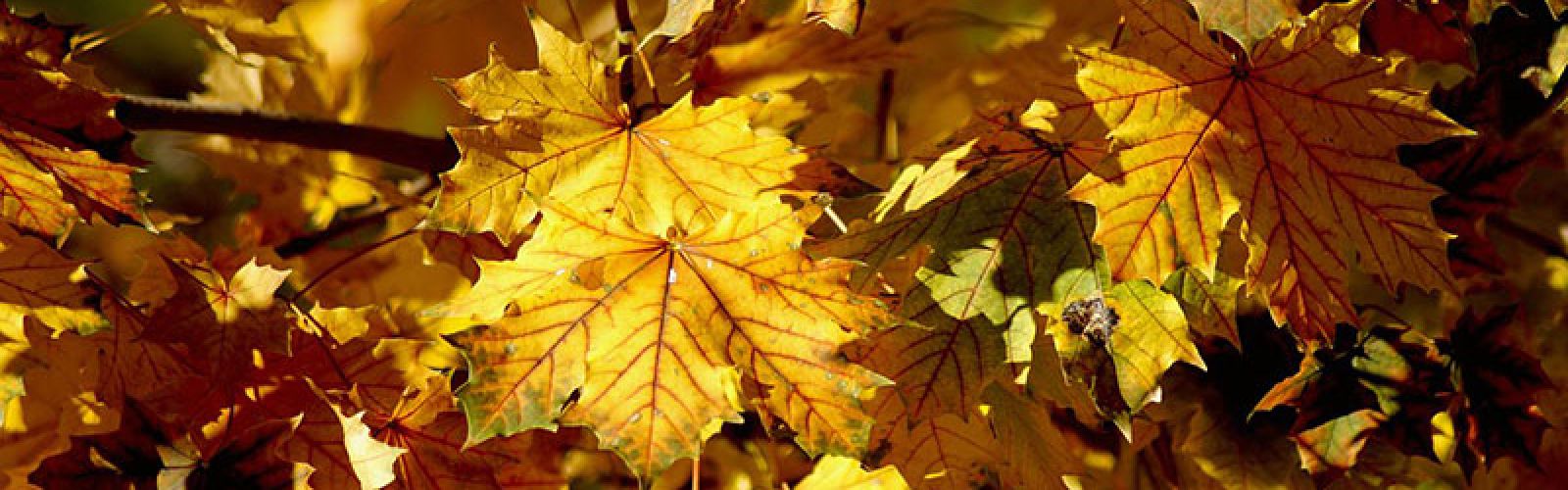 Gartenarbeit im November