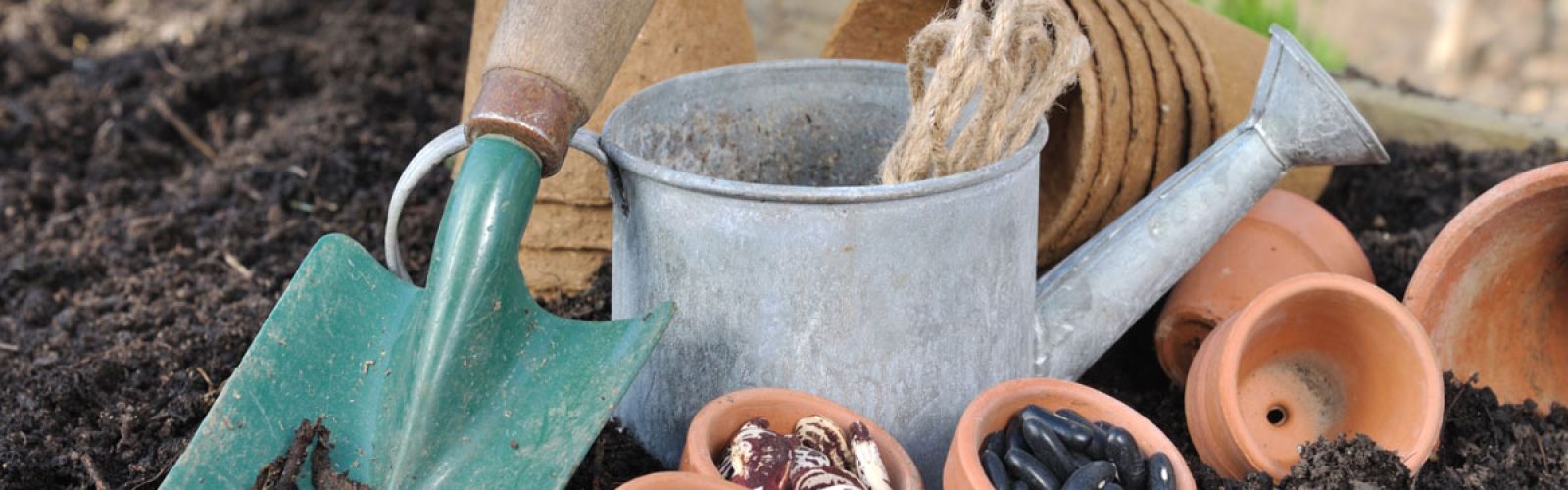 Ab in die Erde: 5 Pflanzen für den Februar