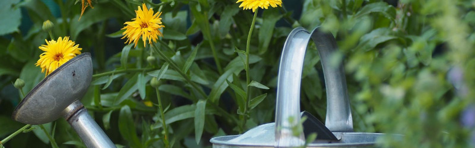 Ihre Pflanzen als Selbstversorger