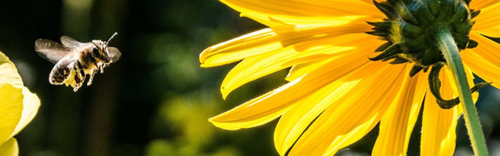 Bienenwiese - Lebensretter für kleine Brummer