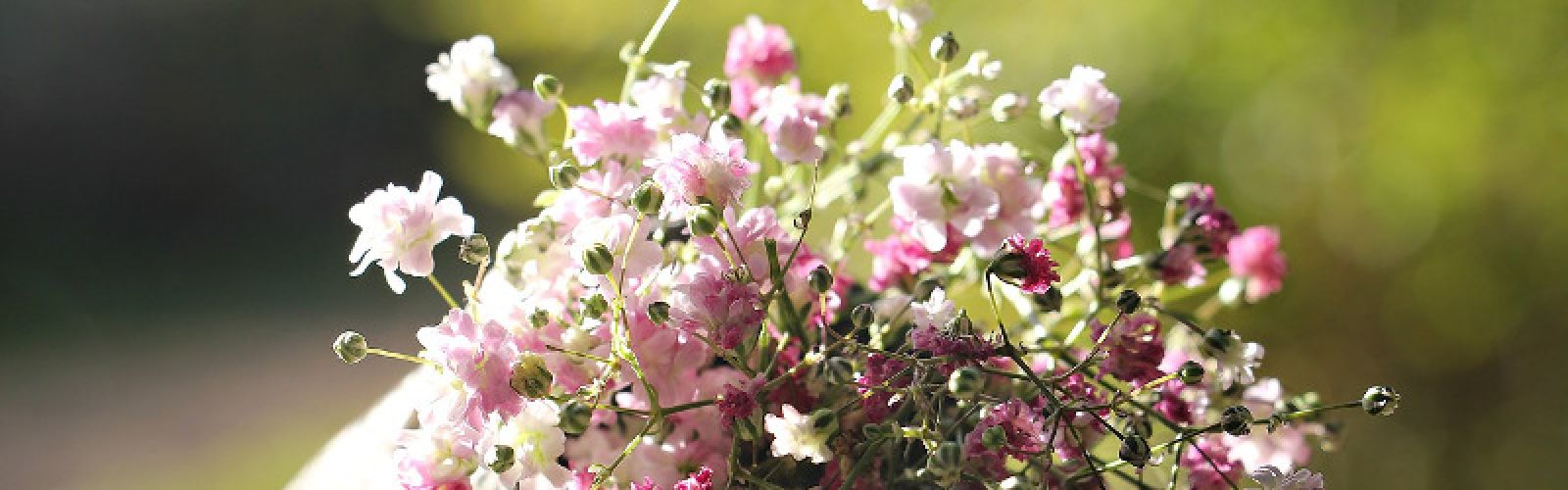 Schleierkraut – mehr als nur ein Lückenfüller