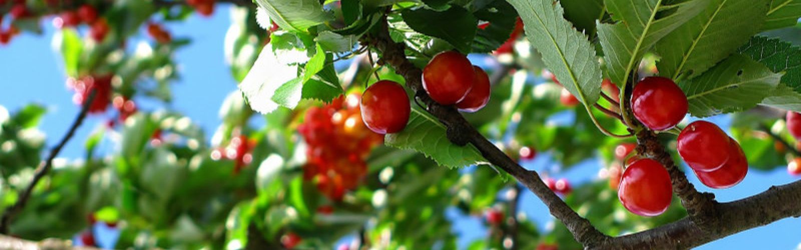 Gartenarbeit im Juli: Fünf Aufgaben für den Sommer
