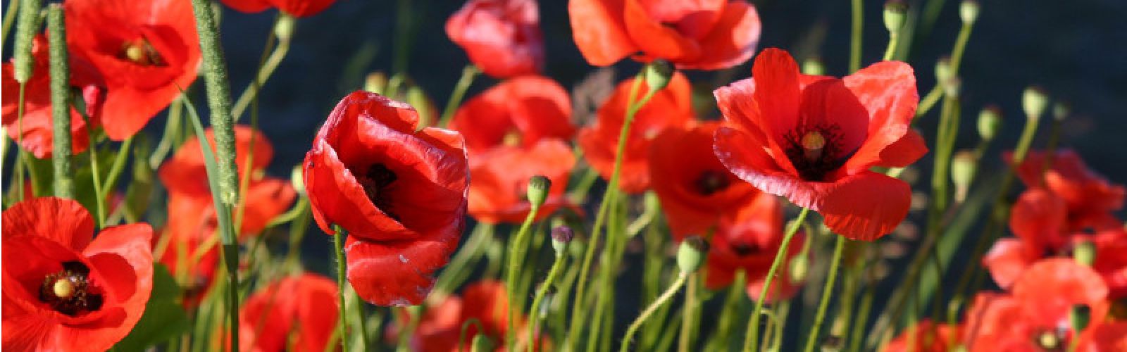 Blume des Jahres 2017: Der Klatschmohn