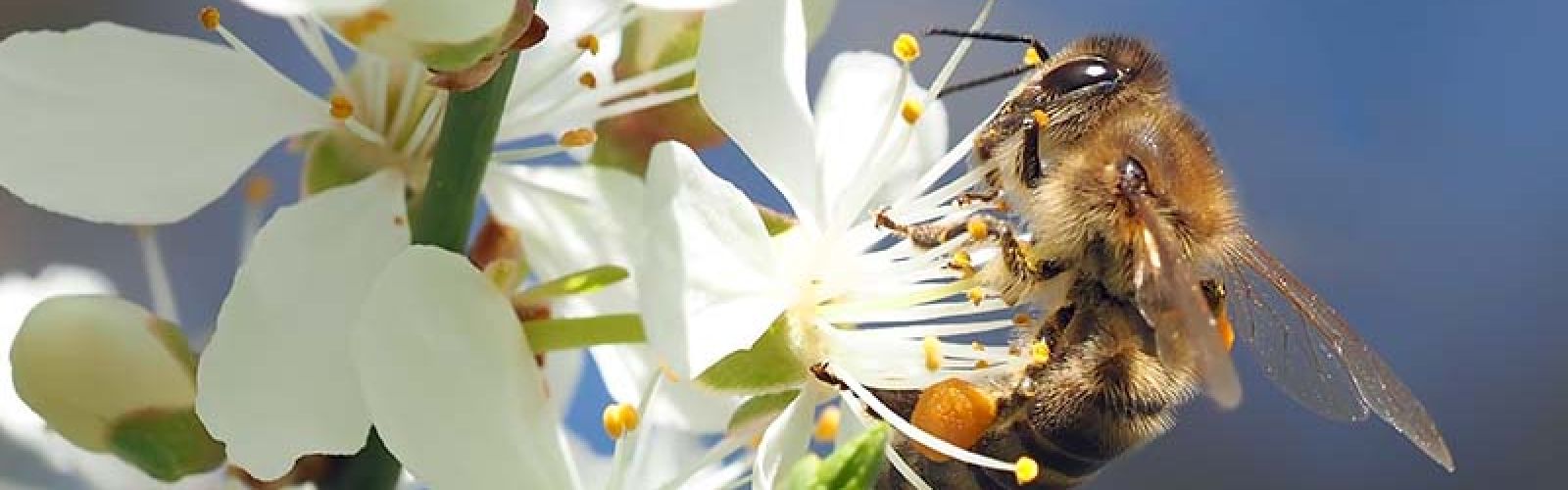 Bienen im eigenen Garten schützen