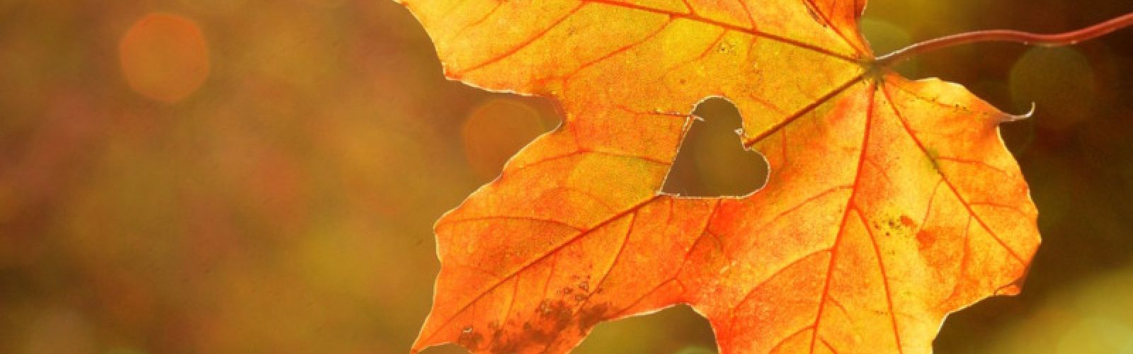 Pflanzmonat Oktober & Allerheiligen Sonderverkauf