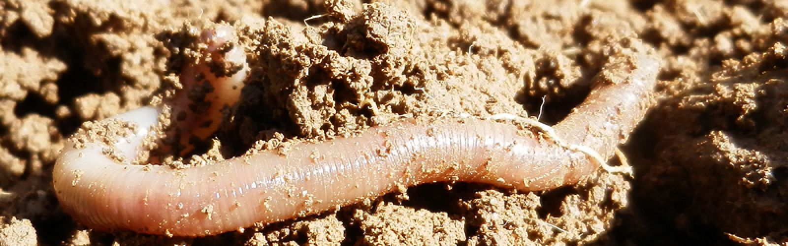 Regenwürmer: Kleine Helfer für einen gesunden Boden
