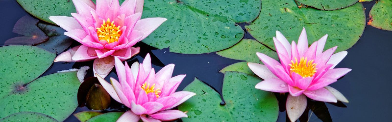 Garten-Highlight Teich