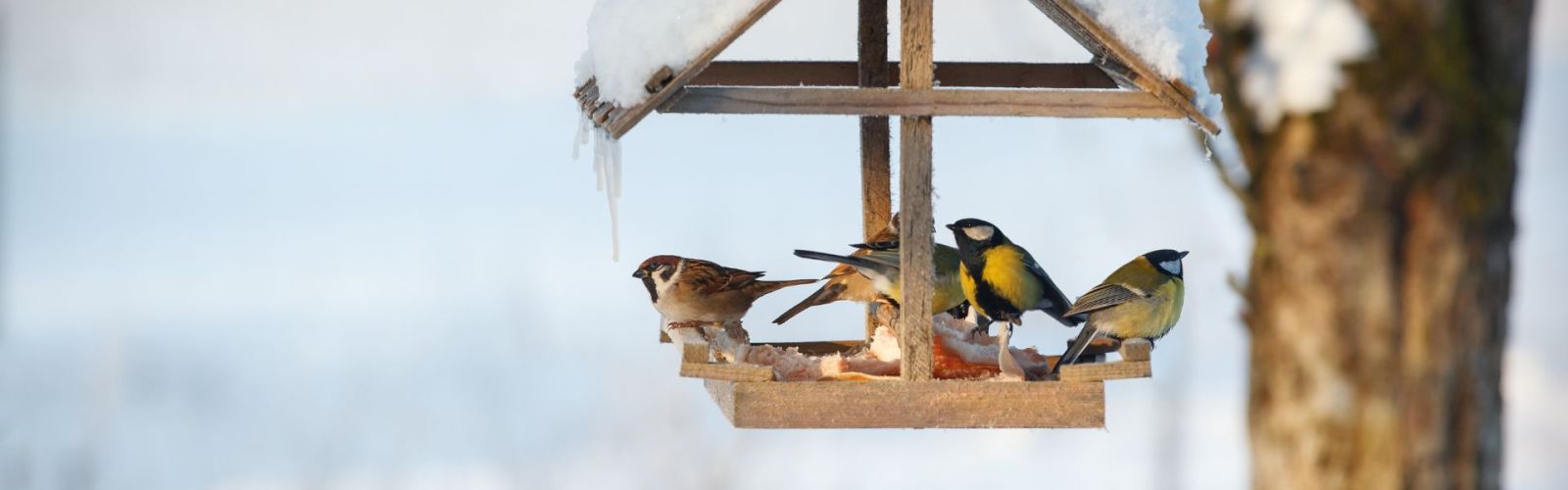 Vogelfreunde im Winter
